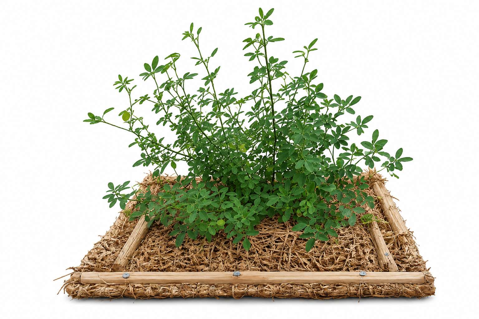 Konzeptvisualisierung eines GeoGreenBag mit kräftiger Vegetation