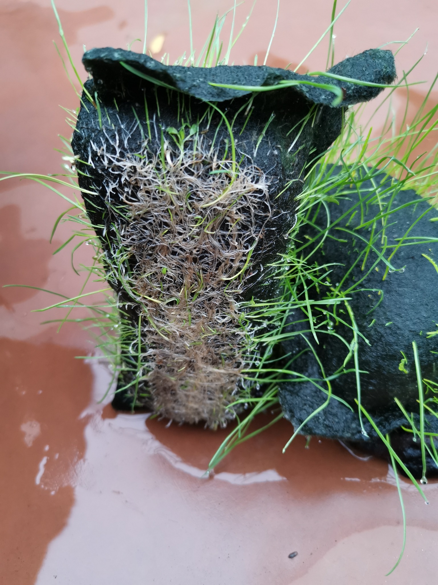 Reales Wurzelwachstum im GeoGreenBag-Versuch